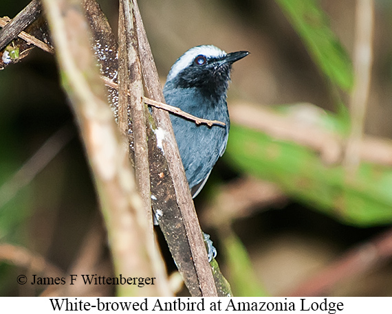 White-browed Antbird - &copy; James F Wittenberger and Exotic Birding LLC