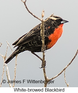 White-browed Meadowlark - © James F Wittenberger and Exotic Birding LLC