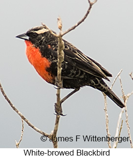 White-browed Meadowlark - © James F Wittenberger and Exotic Birding LLC