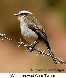 White-browed Chat-Tyrant - © James F Wittenberger and Exotic Birding LLC