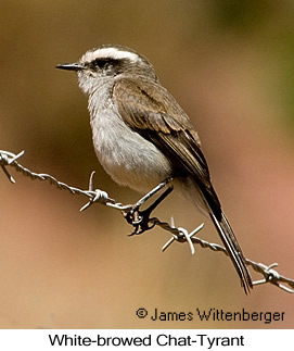 White-browed Chat-Tyrant - © James F Wittenberger and Exotic Birding LLC White-browed Chat-Tyrant - © James F Wittenberger and Exotic Birding LLC
