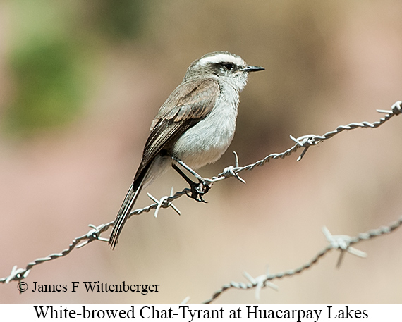 White-browed Chat-Tyrant - &copy; James F Wittenberger and Exotic Birding LLC