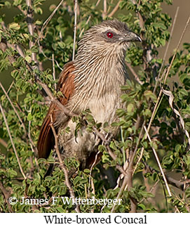 White-browed Coucal - © James F Wittenberger and Exotic Birding LLC White-browed Coucal - © James F Wittenberger and Exotic Birding LLC