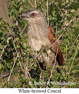 White-browed Coucal - © James F Wittenberger and Exotic Birding LLC