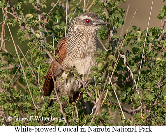 White-browed Coucal - © James F Wittenberger and Exotic Birding LLC