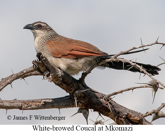 White-browed Coucal - © James F Wittenberger and Exotic Birding LLC