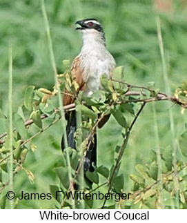 White-browed Coucal - © James F Wittenberger and Exotic Birding LLC