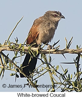 White-browed Coucal - © James F Wittenberger and Exotic Birding LLC White-browed Coucal - © James F Wittenberger and Exotic Birding LLC