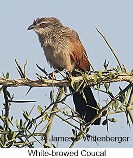 White-browed Coucal - © James F Wittenberger and Exotic Birding LLC