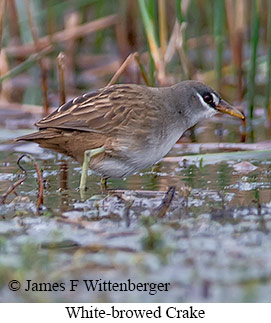 White-browed Crake - © James F Wittenberger and Exotic Birding LLC