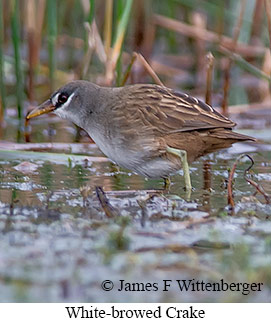 White-browed Crake - &copy; James F Wittenberger and Exotic Birding LLC