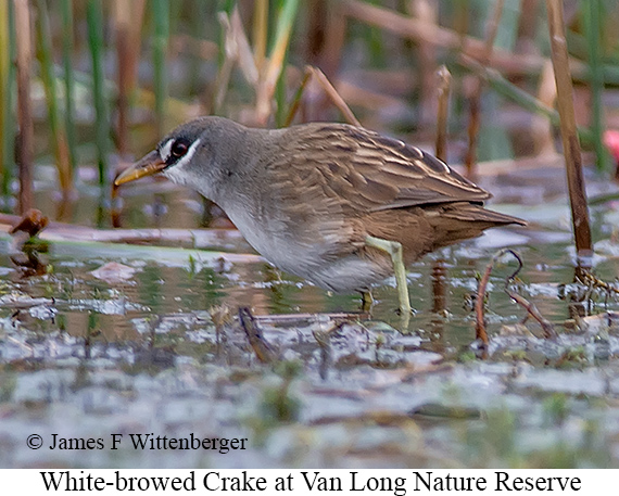 White-browed Crake - © James F Wittenberger and Exotic Birding LLC