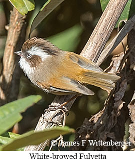 White-browed Fulvetta - © James F Wittenberger and Exotic Birding LLC