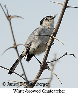 White-browed Gnatcatcher - &copy; James F Wittenberger and Exotic Birding LLC
