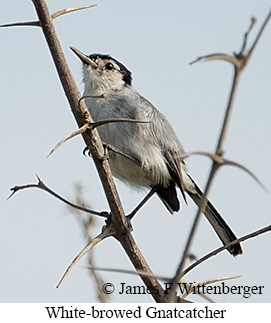 White-browed Gnatcatcher - &copy; James F Wittenberger and Exotic Birding LLC