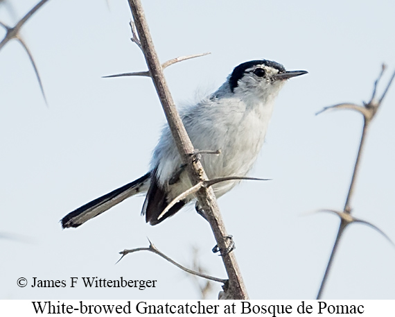 White-browed Gnatcatcher - &copy; James F Wittenberger and Exotic Birding LLC