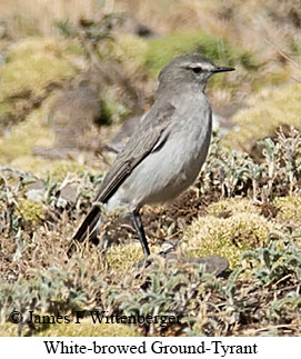 White-browed Ground-Tyrant - © James F Wittenberger and Exotic Birding LLC