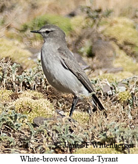 White-browed Ground-Tyrant - © James F Wittenberger and Exotic Birding LLC