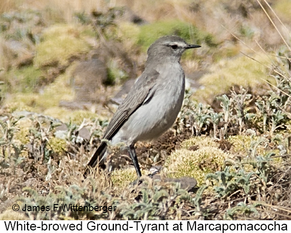 White-browed Ground-Tyrant - © James F Wittenberger and Exotic Birding LLC