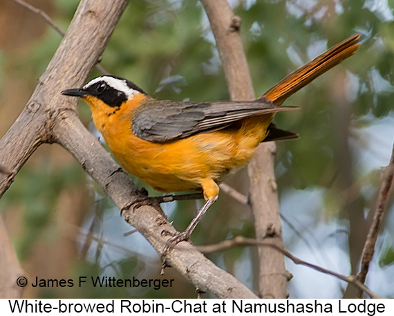 White-browed Robin-Chat - © James F Wittenberger and Exotic Birding LLC