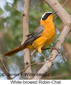 White-browed Robin-Chat - © James F Wittenberger and Exotic Birding LLC