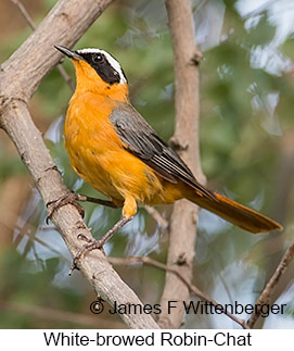 White-browed Robin-Chat - © James F Wittenberger and Exotic Birding LLC
