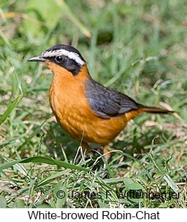 White-browed Robin-Chat - © James F Wittenberger and Exotic Birding LLC White-browed Robin-Chat - © James F Wittenberger and Exotic Birding LLC