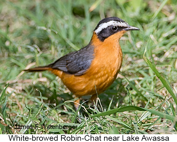 White-browed Robin-Chat - © James F Wittenberger and Exotic Birding LLC