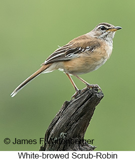 Red-backed Scrub-Robin - © James F Wittenberger and Exotic Birding LLC