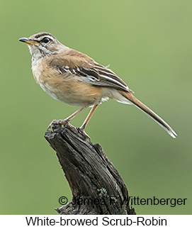 Red-backed Scrub-Robin - © James F Wittenberger and Exotic Birding LLC