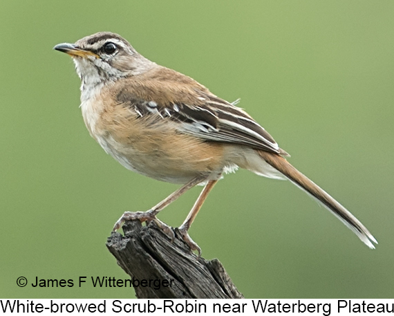 Red-backed Scrub-Robin - © James F Wittenberger and Exotic Birding LLC