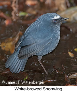 White-browed Shortwing - © James F Wittenberger and Exotic Birding LLC