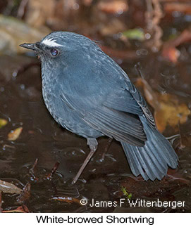 White-browed Shortwing - &copy; James F Wittenberger and Exotic Birding LLC
