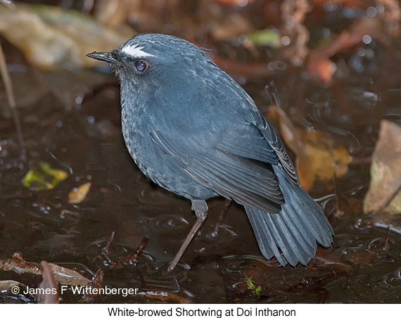 White-browed Shortwing - © James F Wittenberger and Exotic Birding LLC