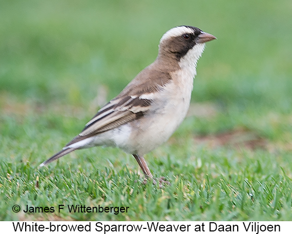 White-browed Sparrow-Weaver - © James F Wittenberger and Exotic Birding LLC