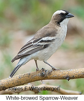 White-browed Sparrow-Weaver - © James F Wittenberger and Exotic Birding LLC