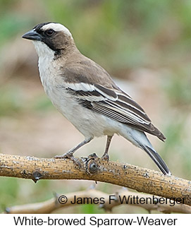 White-browed Sparrow-Weaver - © James F Wittenberger and Exotic Birding LLC