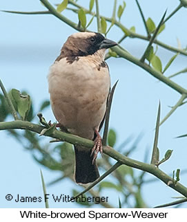 White-browed Sparrow-Weaver - © James F Wittenberger and Exotic Birding LLC White-browed Sparrow-Weaver - © James F Wittenberger and Exotic Birding LLC