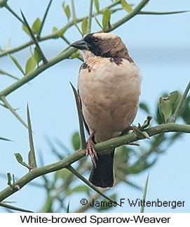 White-browed Sparrow-Weaver - © James F Wittenberger and Exotic Birding LLC