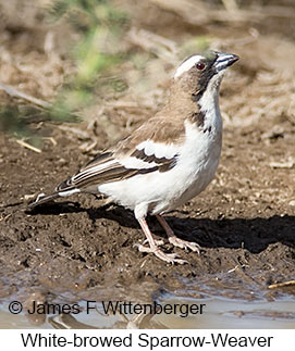 White-browed Sparrow-Weaver - © James F Wittenberger and Exotic Birding LLC