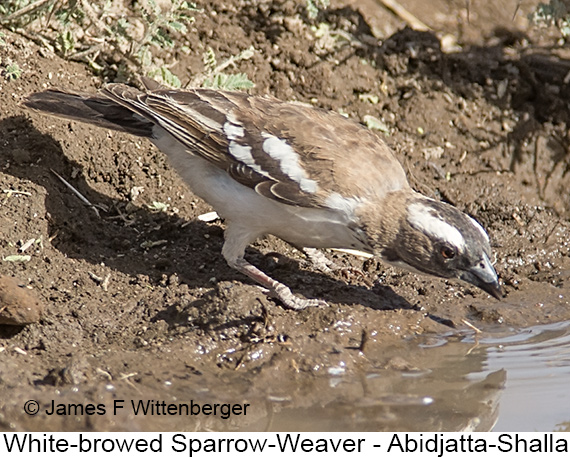 White-browed Sparrow-Weaver - © James F Wittenberger and Exotic Birding LLC