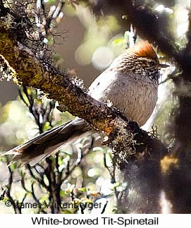 White-browed Tit-Spinetail - © James F Wittenberger and Exotic Birding LLC