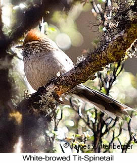 White-browed Tit-Spinetail - © James F Wittenberger and Exotic Birding LLC