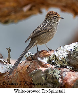 White-browed Tit-Spinetail - © James F Wittenberger and Exotic Birding LLC