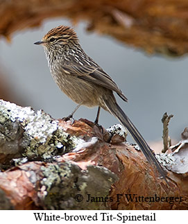 White-browed Tit-Spinetail - © James F Wittenberger and Exotic Birding LLC