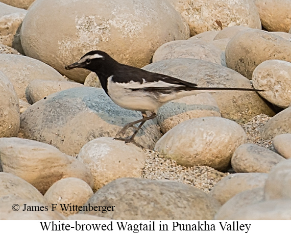 White-browed Wagtail - © James F Wittenberger and Exotic Birding LLC White-browed Wagtail - © James F Wittenberger and Exotic Birding LLC