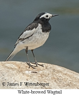 White-browed Wagtail - © James F Wittenberger and Exotic Birding LLC