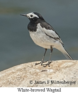 White-browed Wagtail - © James F Wittenberger and Exotic Birding LLC