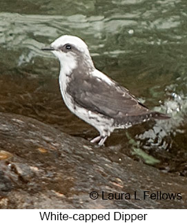 White-capped Dipper - © Laura L Fellows and Exotic Birding LLC