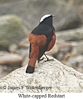 White-capped Redstart - © James F Wittenberger and Exotic Birding LLC